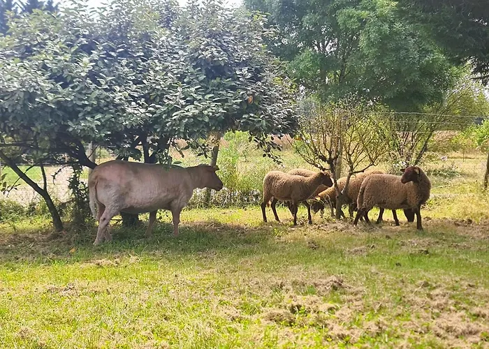 Le Loft Nature Bien-etre Piscine Chauffée Privée Du Tarn Entre Toulouse Et Albi&les Du Tarn *